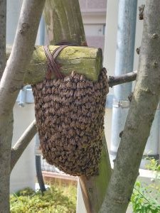 樹木の支柱に付いた分蜂の写真