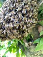 集まっているニホンミツバチのアップの写真