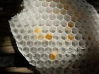 ミツバチの巣の写真