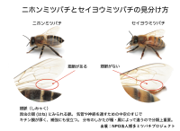 ニホンミツバチとセイヨウミツバチの違い