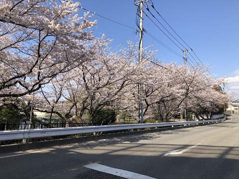 バス通りの桜
