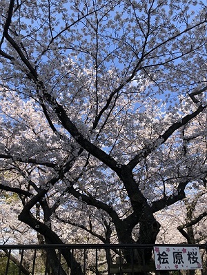 桧原桜看板側