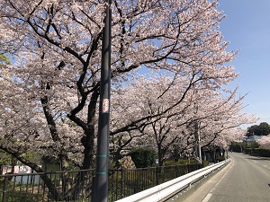 東側道路沿いの桜
