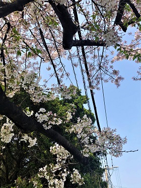 東側奥の桜
