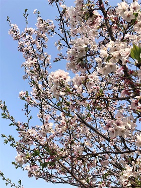 広場の桜のアップ