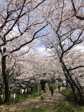 歌碑周辺の桧原桜