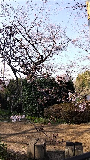 歌碑前桜