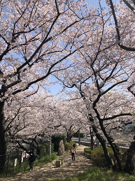 歌碑周辺の桜