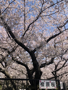 南側桜