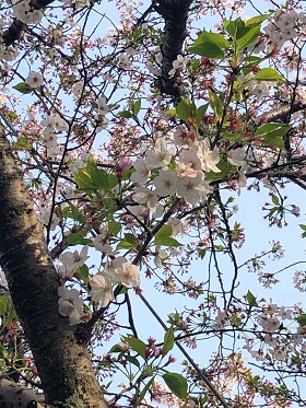 一番南側の桜
