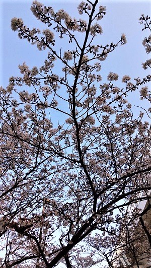 南側桜