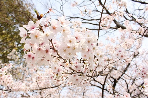 桧原桜の写真