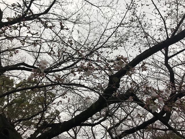 桧原桜開花