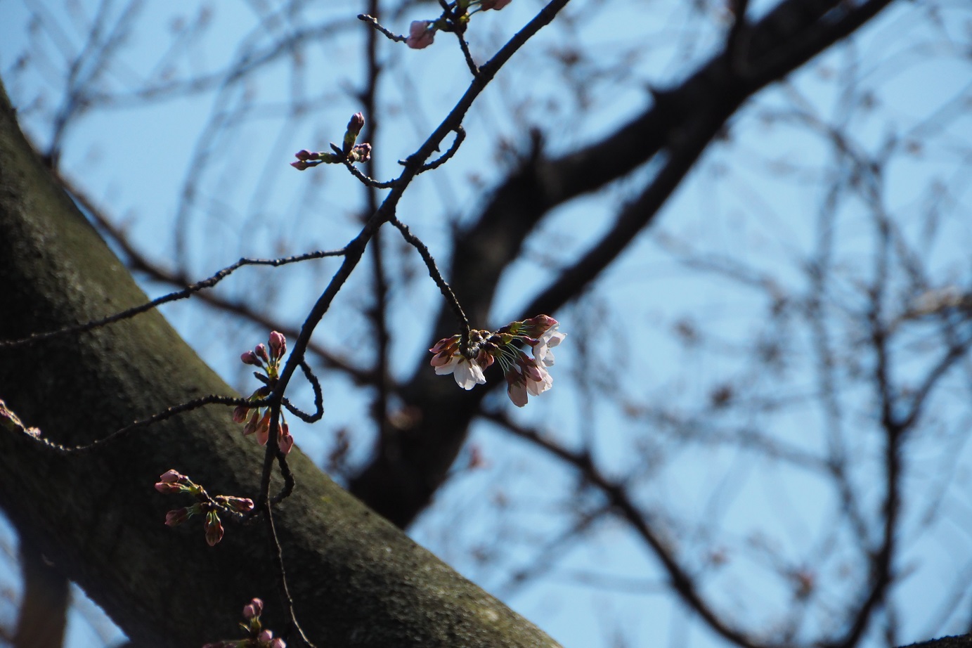 桧原桜の開花の写真