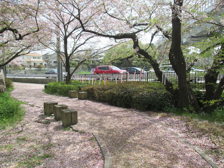 公園内桜の花びらの道の写真