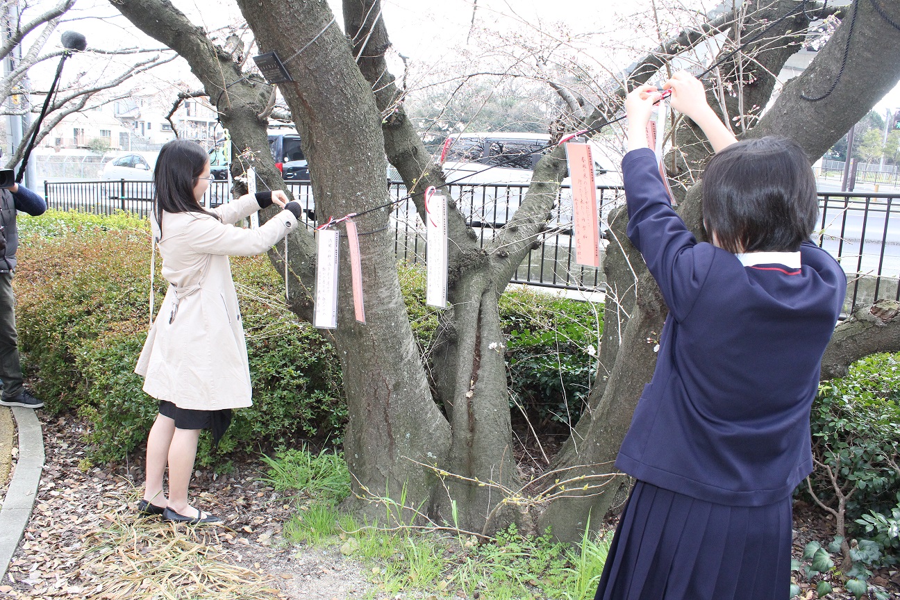 桧原桜公園での入賞者による短冊かけの写真