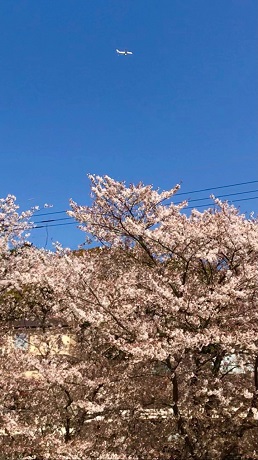 香椎宮の桜