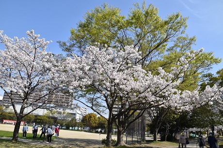 箱崎公園のサクラの画像５
