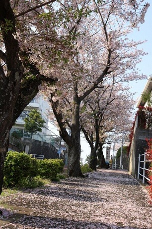 青葉公園の桜の写真５
