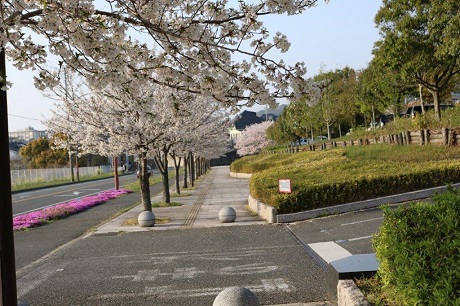青葉公園の桜の写真４