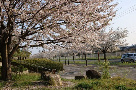 青葉公園の桜の写真３