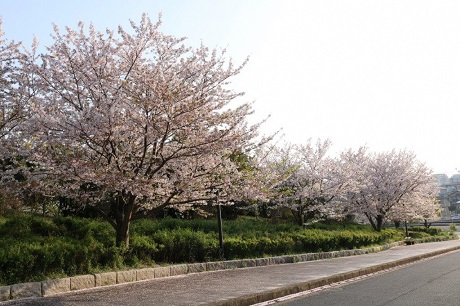 青葉公園の桜の写真１