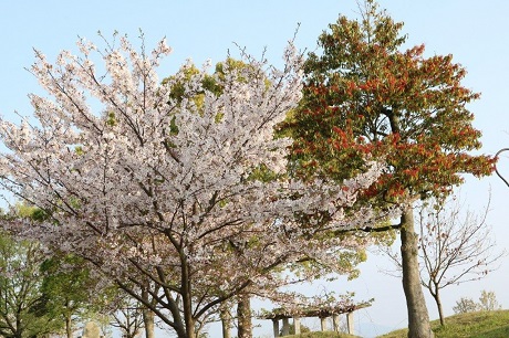 青葉公園の桜の写真２