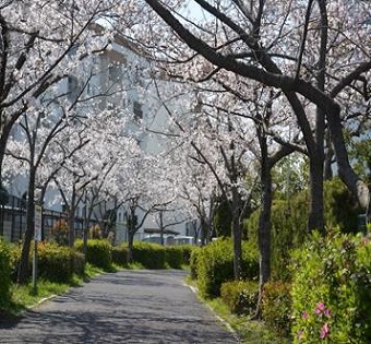 香椎浜の桜の写真1