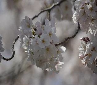 香椎浜の桜の写真４