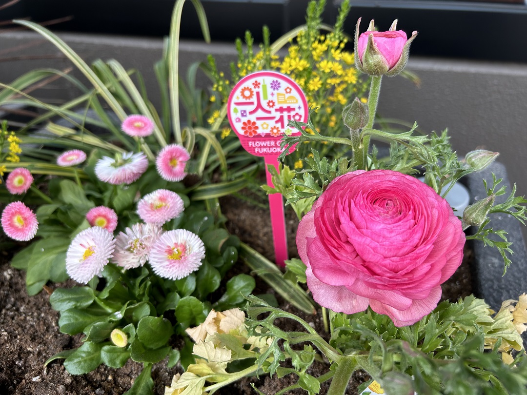 ピンク色のデイジーやラナンキュラスが咲いている花壇の写真