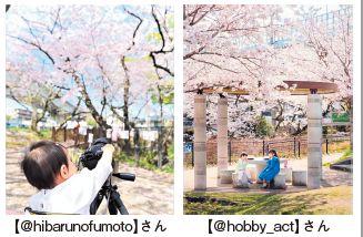桧原桜フォトコンテスト受賞作品の写真