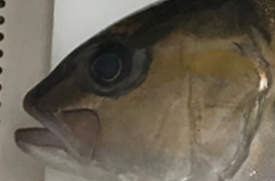 Bの魚の写真
