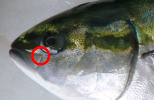 魚の写真1