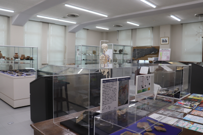 九州大学総合研究博物館の展示物