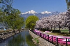 画像：安曇野市じっかせぎとじてんしゃひろばの桜