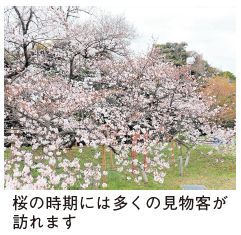 名島城址公園の臥龍桜の写真（桜の時期には多くの見物客が訪れます）