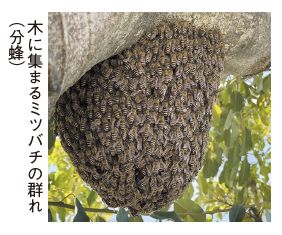 木に集まるミツバチの群れ(分蜂)の写真