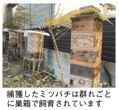 巣箱の写真(捕獲したミツバチは群れごとに巣箱で飼育されています)