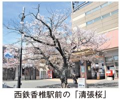 西鉄香椎駅前の「清張桜」写真