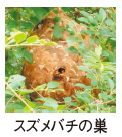 スズメバチの巣の写真