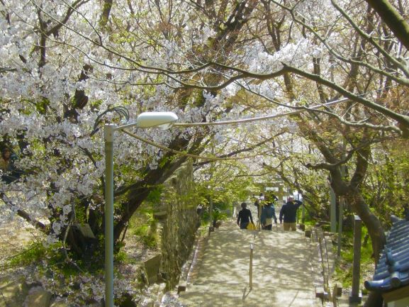 満開の桜並木を歩いてみませんか