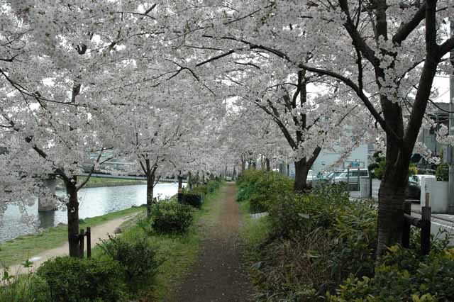 那珂川の桜の写真