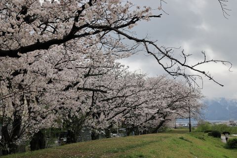室見川河畔の桜並木