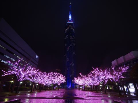桜イルミネーションの福岡タワーとピンクにライトアップされた周辺の木々