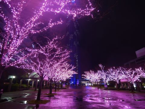 福岡タワー周辺の木々もピンクにライトアップされています