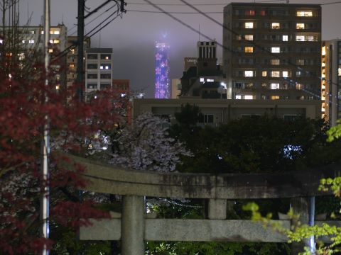 紅葉八幡宮の鳥居越氏の福岡タワー