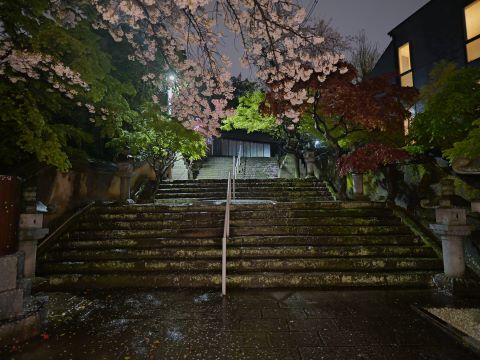 紅葉八幡宮の階段と桜