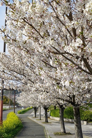 青葉公園の桜と菜の花１枚目
