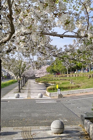 青葉公園の桜