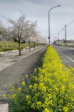 青葉公園の桜の菜の花